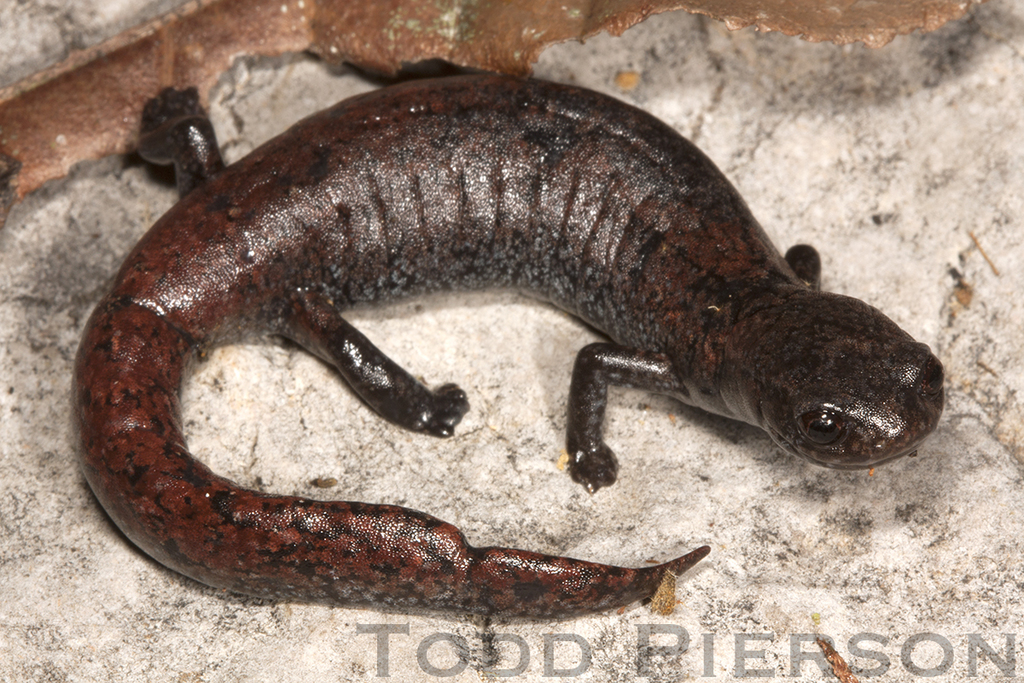 Finca Chiblac Salamanders