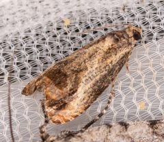 Olethreutes hamameliana