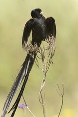 Euplectes progne progne