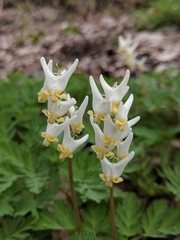 Dicentra cucullaria