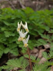 Dicentra cucullaria