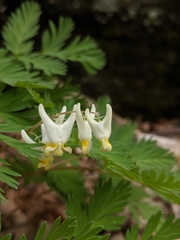 Dicentra cucullaria