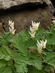 Dicentra cucullaria