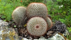 Mammillaria haageana conspicua