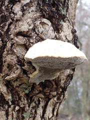 Trametes suaveolens