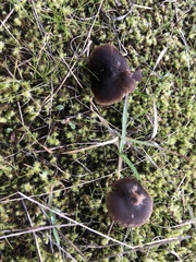 Nolanea edulis concentrica