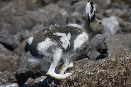 Arctic Hare