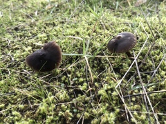 Nolanea edulis concentrica