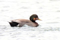 Anas platyrhynchos × Mareca strepera