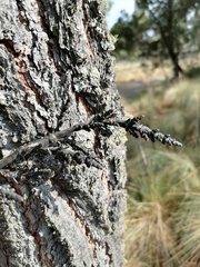 Arceuthobium vaginatum