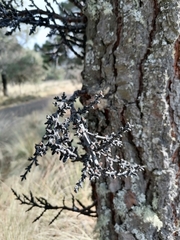 Arceuthobium vaginatum