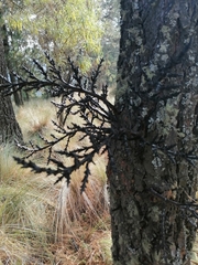 Arceuthobium vaginatum