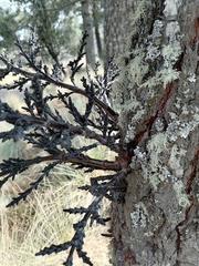 Arceuthobium vaginatum