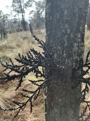 Arceuthobium vaginatum