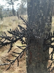 Arceuthobium vaginatum