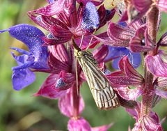 Chrysocramboides craterella