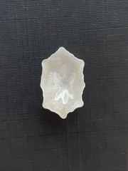 Hemitoma octoradiata