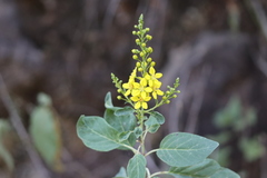 Galphimia glauca