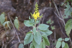 Galphimia glauca