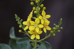 Galphimia glauca