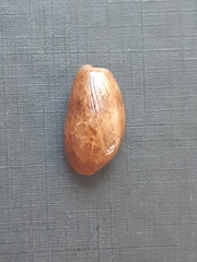 Bulla occidentalis