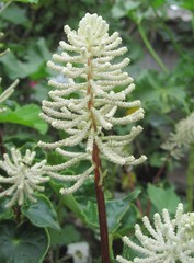 Peperomia resediflora