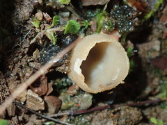 Tarzetta cupularis