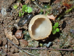 Tarzetta cupularis