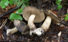 Sarcodon atroviridis