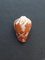 Conus regius