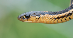 Thamnophis butleri