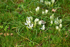 Ornithogalum sigmoideum