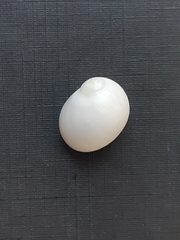 Polinices lacteus