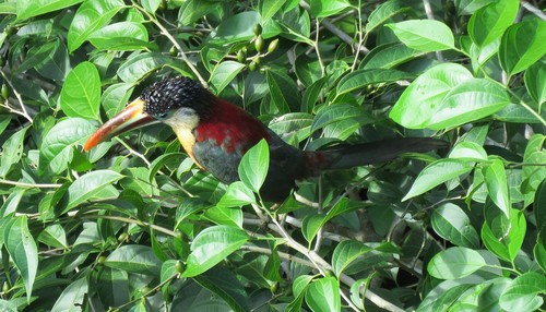 Curl-crested Aracari