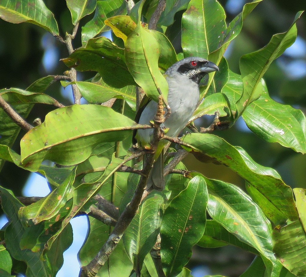 Yellow-shouldered Grosbeak