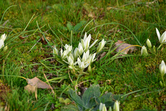 Ornithogalum sigmoideum