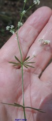 Galium papillosum