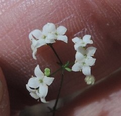 Galium papillosum