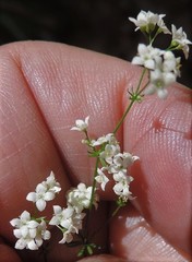 Galium papillosum