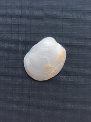 Bivalvia