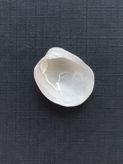 Bivalvia