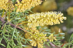 Prosopis denudans