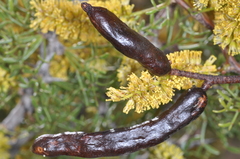 Prosopis denudans