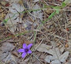 Campanula matritensis