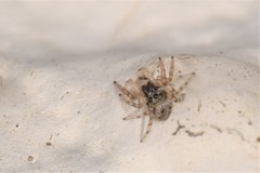 Salticus mutabilis