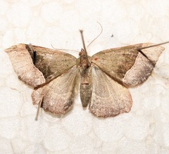 Ennada pellicata