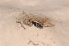 Salticus mutabilis