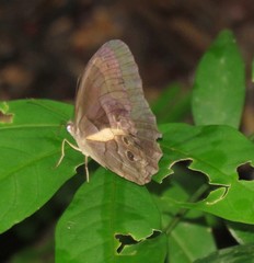 Posttaygetis penelea