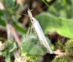 Pleurota pyropella