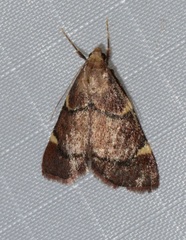 Hypsopygia thymetusalis